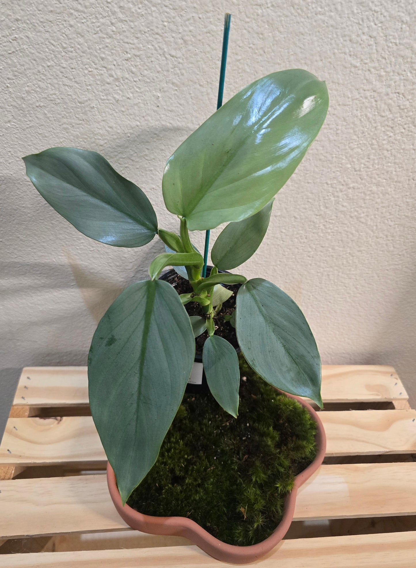 Philodendron Silver Sword 4"
