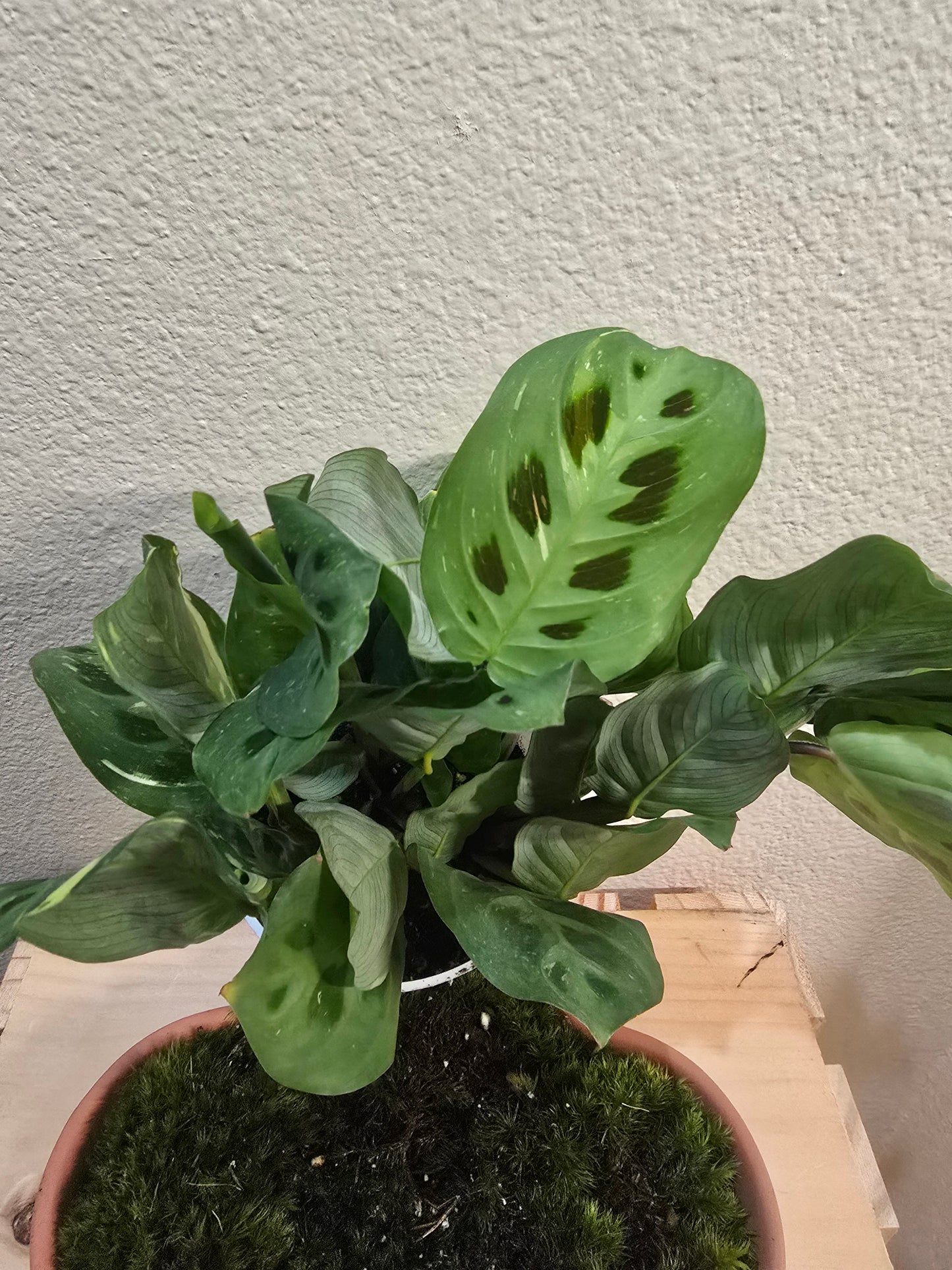 Maranta Leuconeura 4"