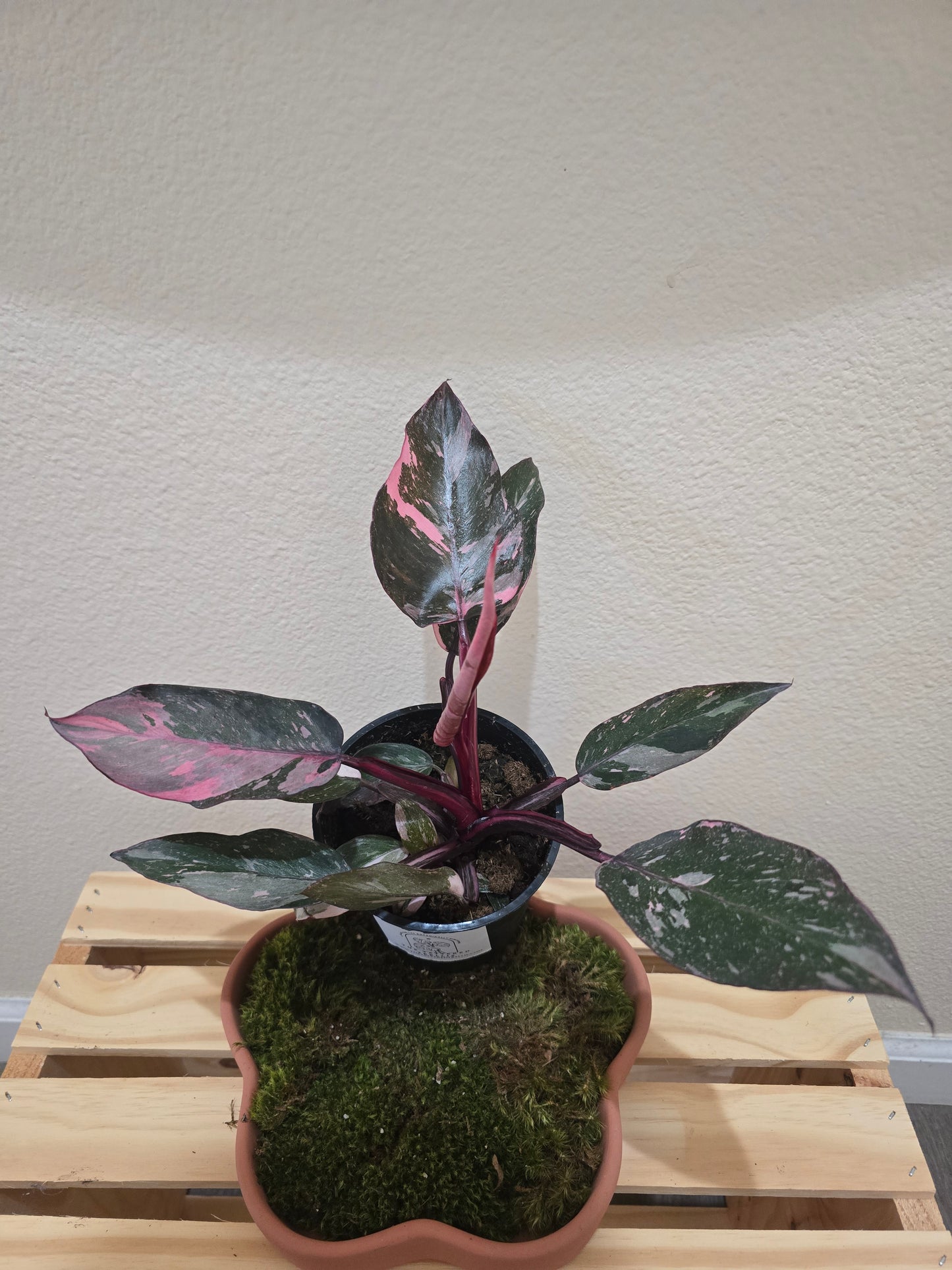 Philodendron Pink Princess 5"