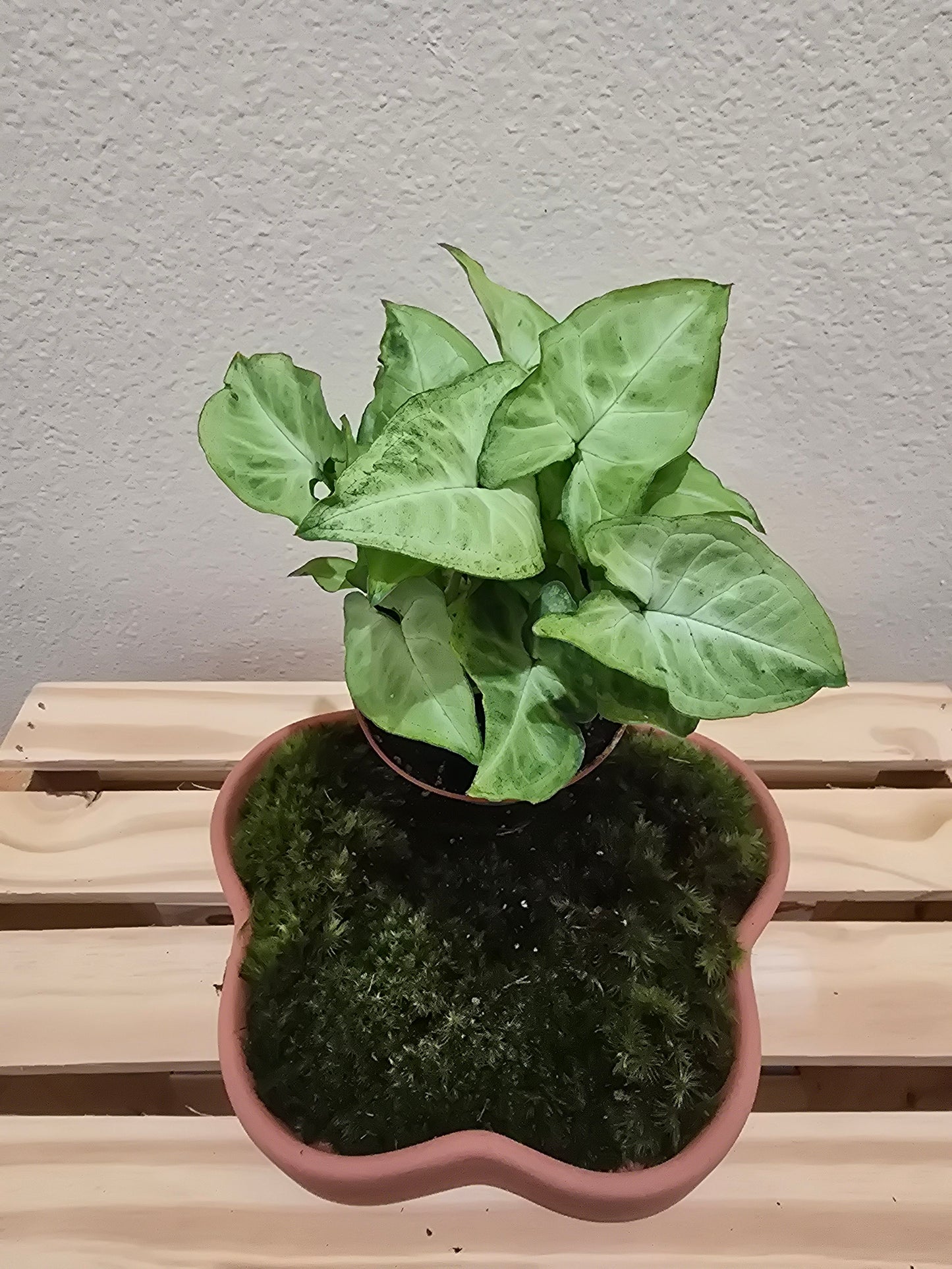 Syngonium White Butterfly 4"