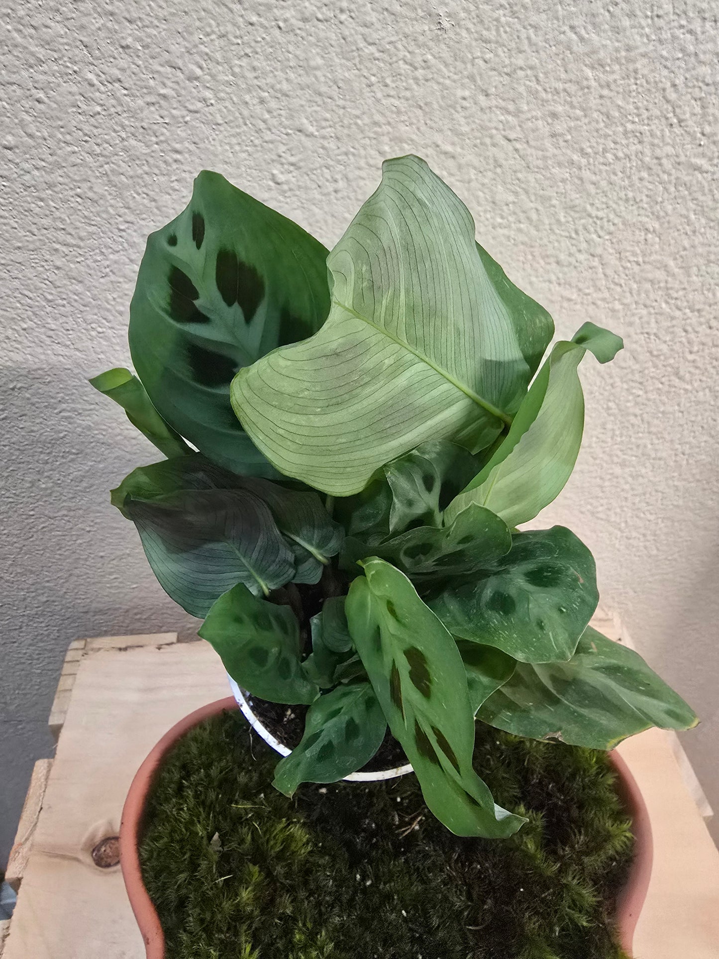 Maranta Leuconeura 4"