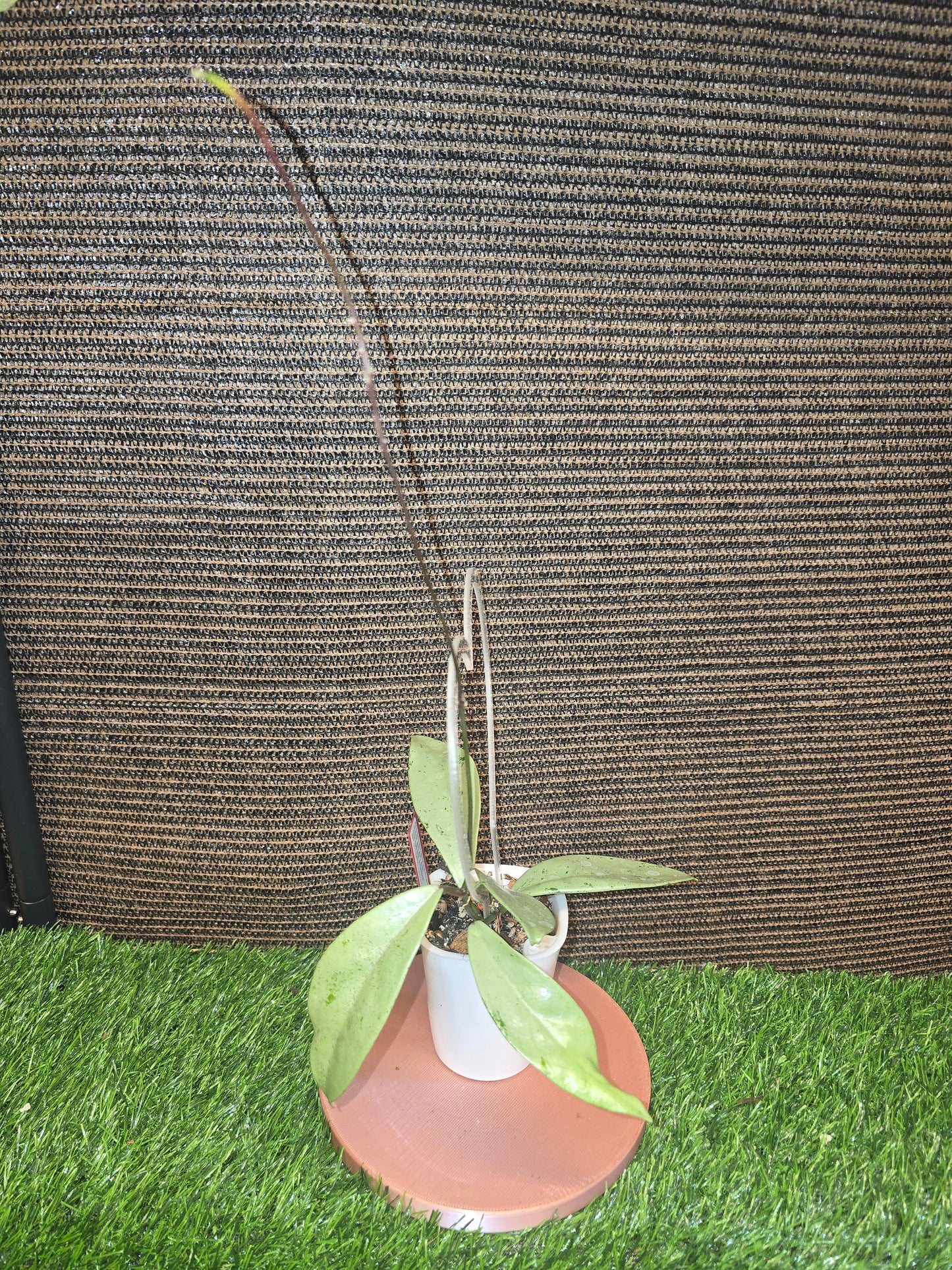 Hoya Publicalyx Pink Silver Ghost on a trellis