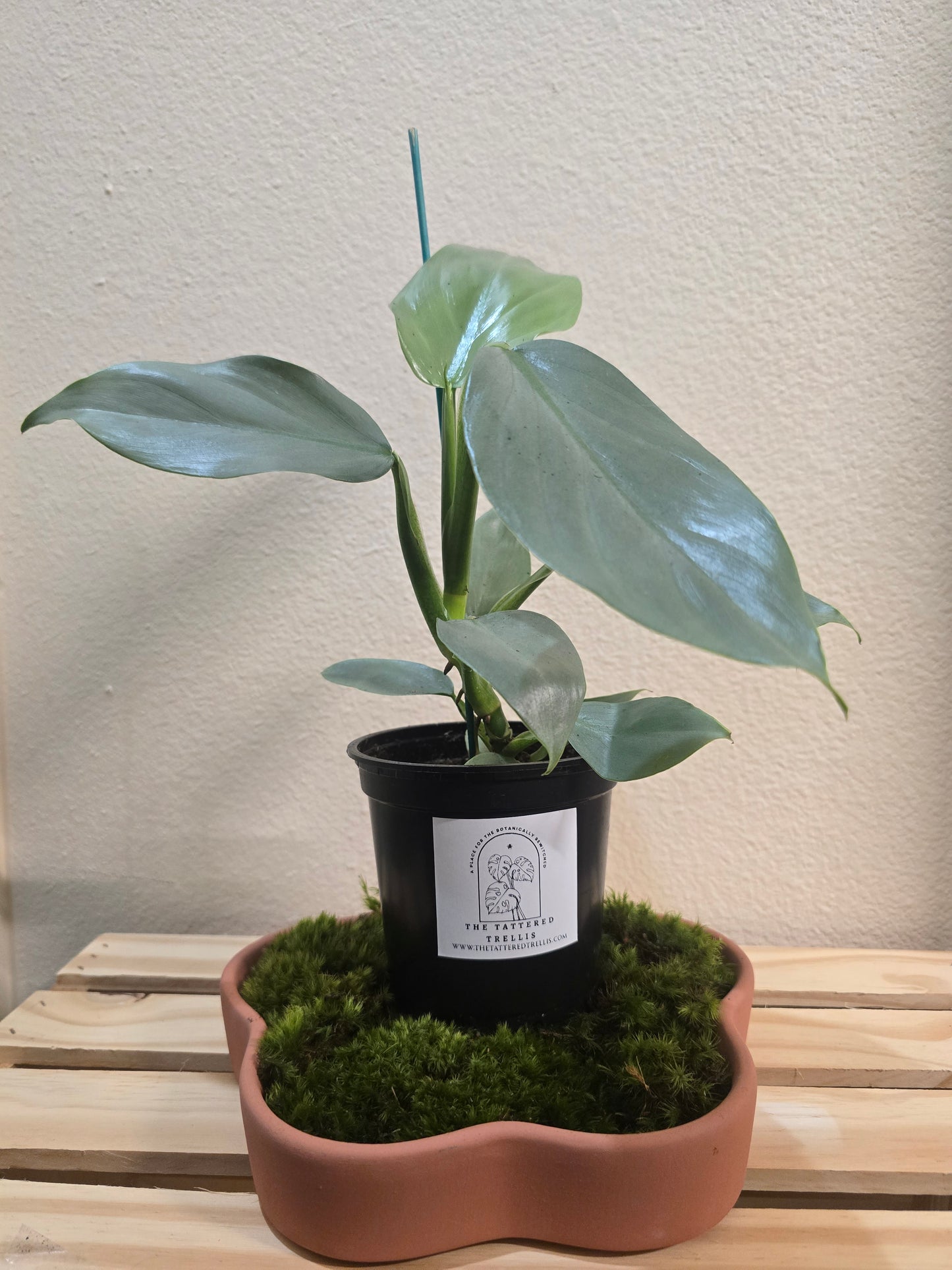 Philodendron Silver Sword 4"