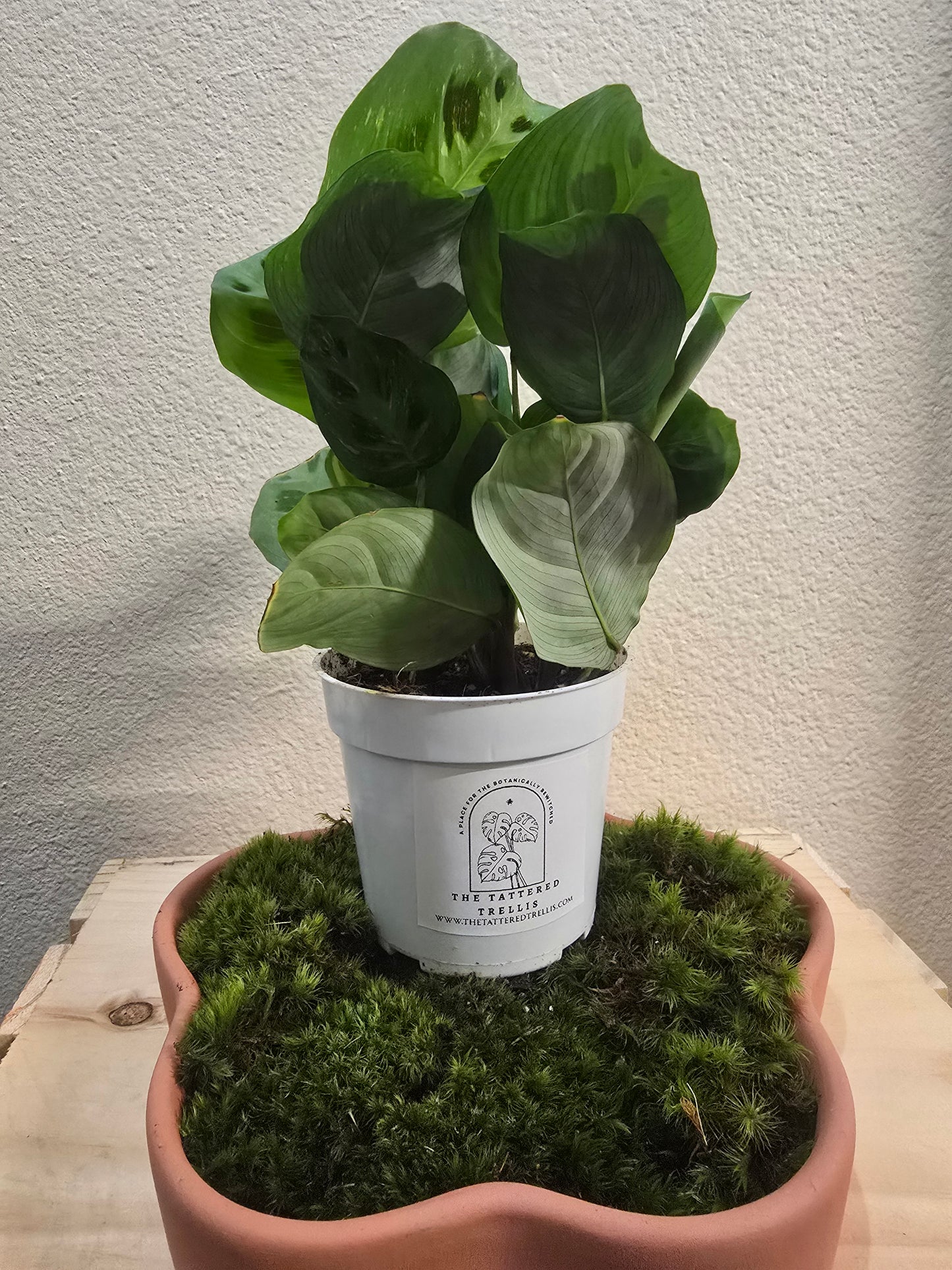 Maranta Leuconeura 4"