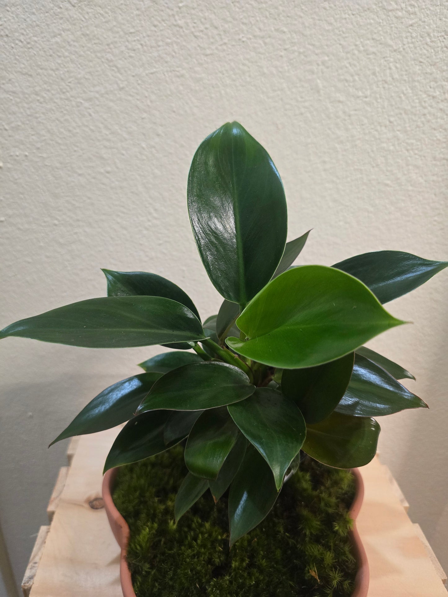 Philodendrons Little Apple 4"