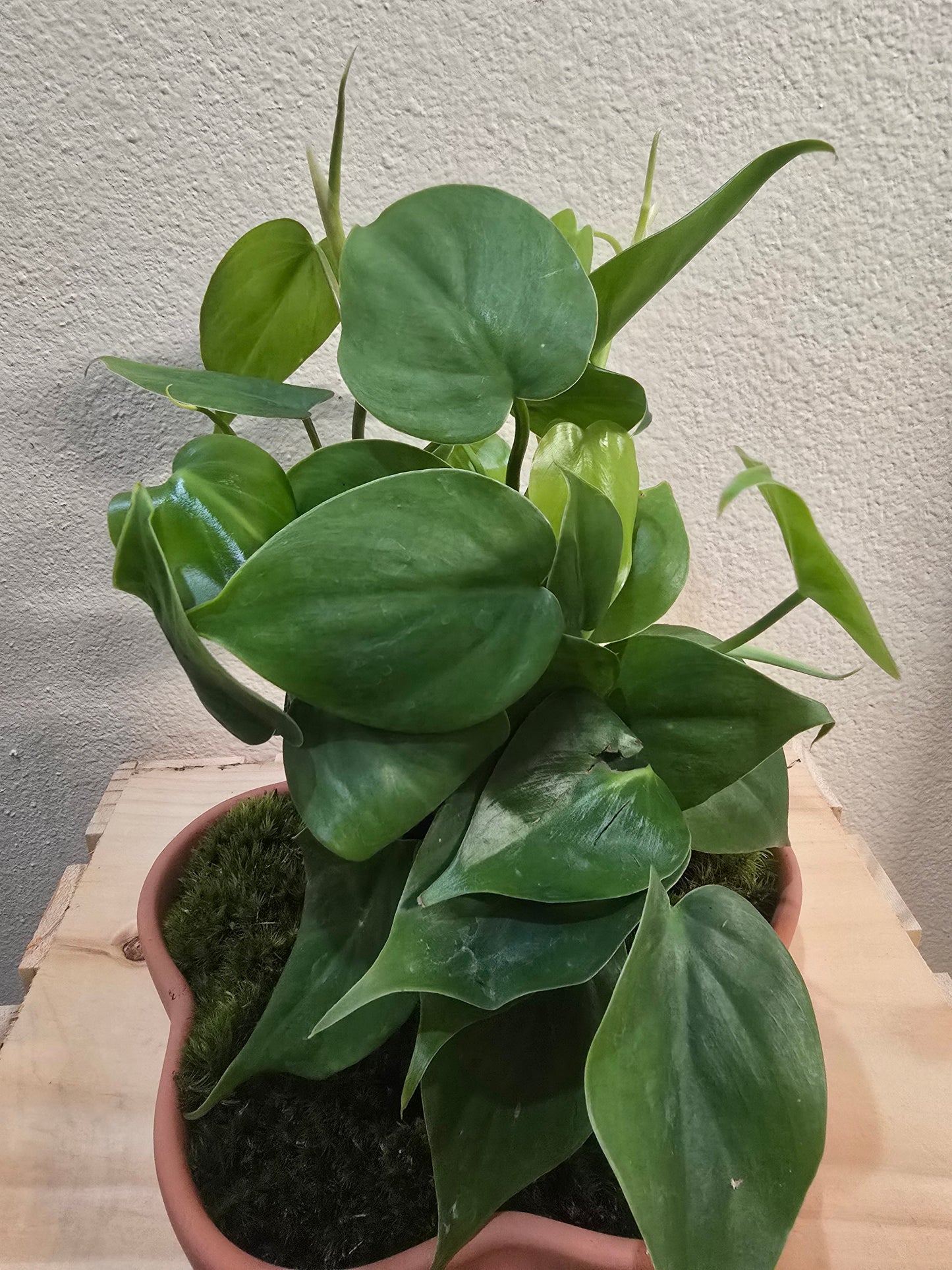 Philodendron Cordatum Heart leaf 4"