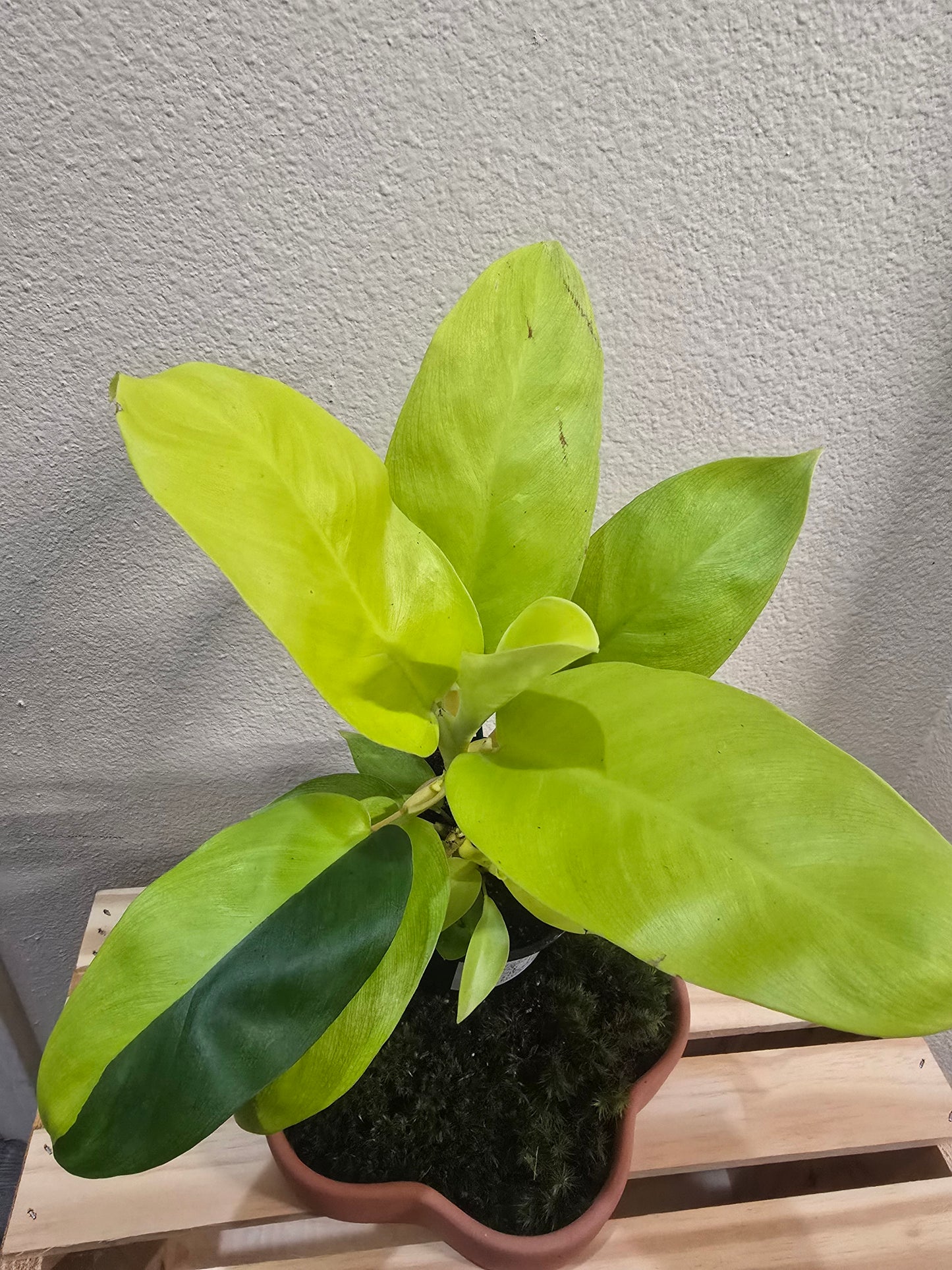 Philodendron Lemon Lime 4"