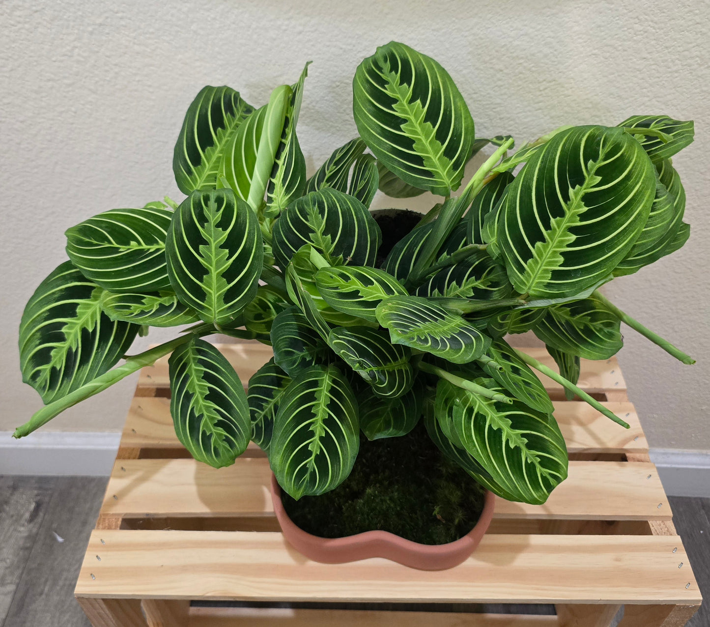Maranta Lemon Lime 6"