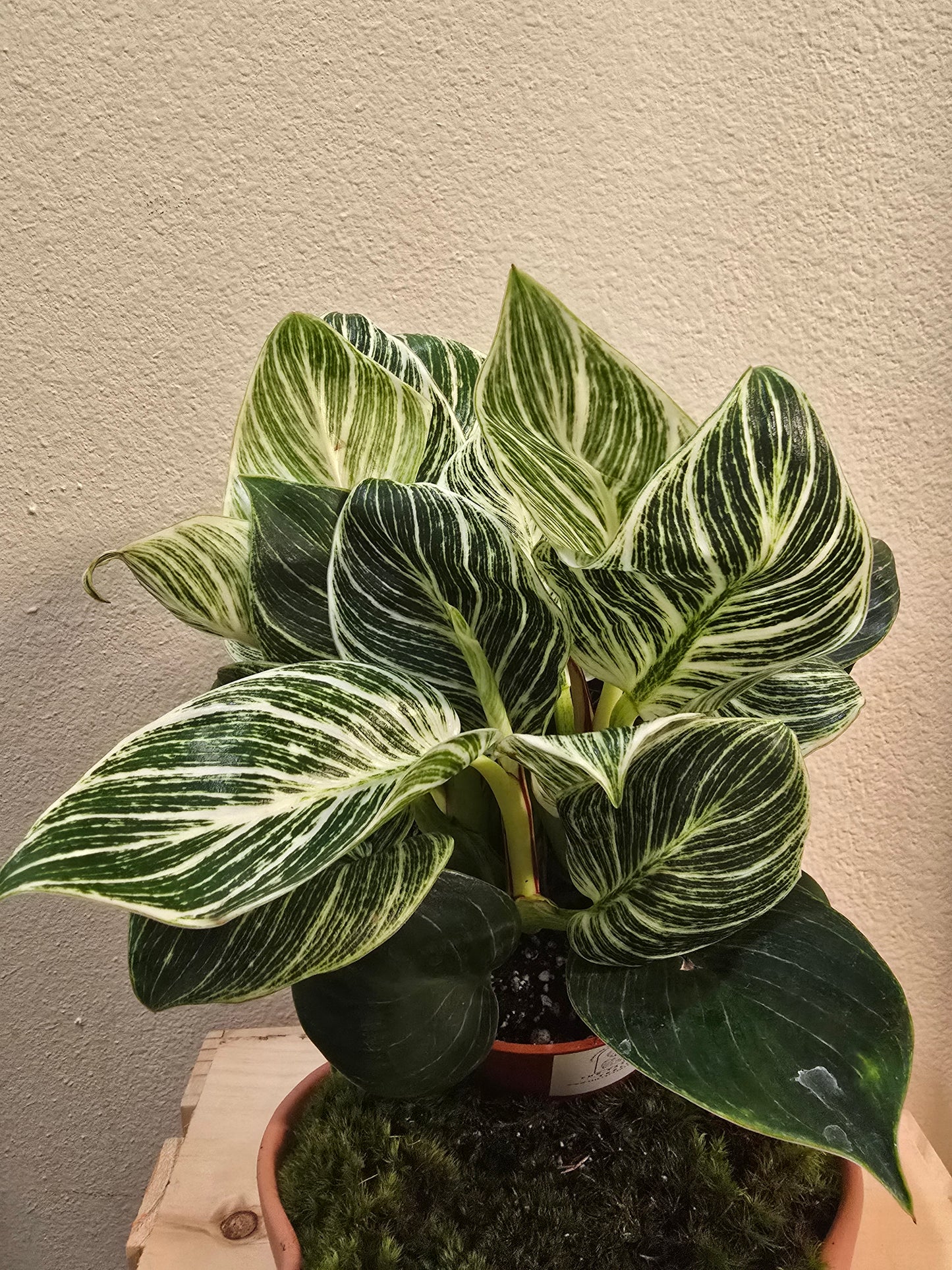 Philodendron Birkin 6"