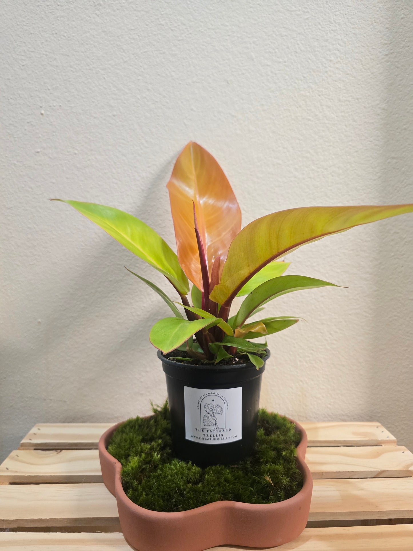 Philodendron Prince Of Orange