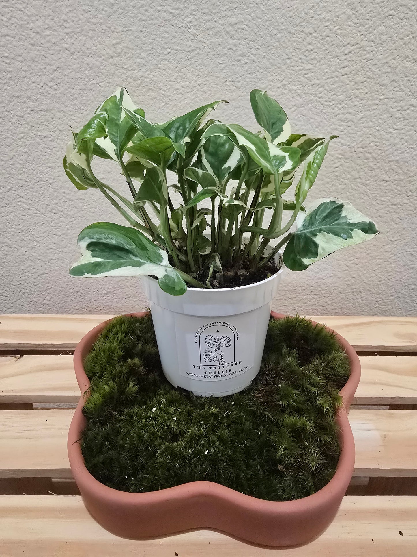 Pothos N'Joy 4"