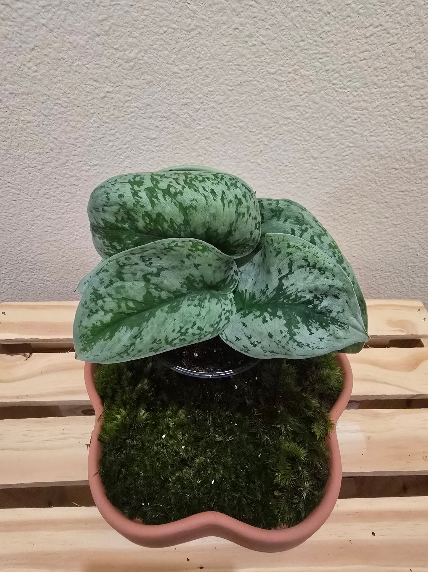 Pothos Exotica 4"
