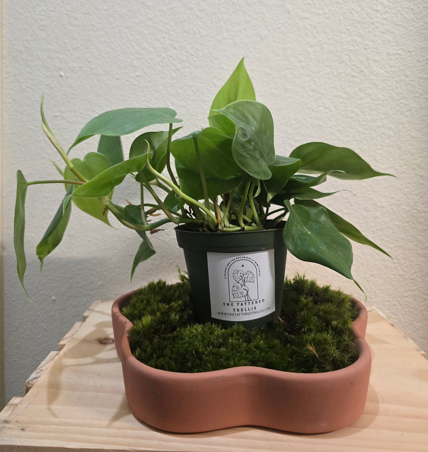 Philodendron Cordatum Heart leaf 4"