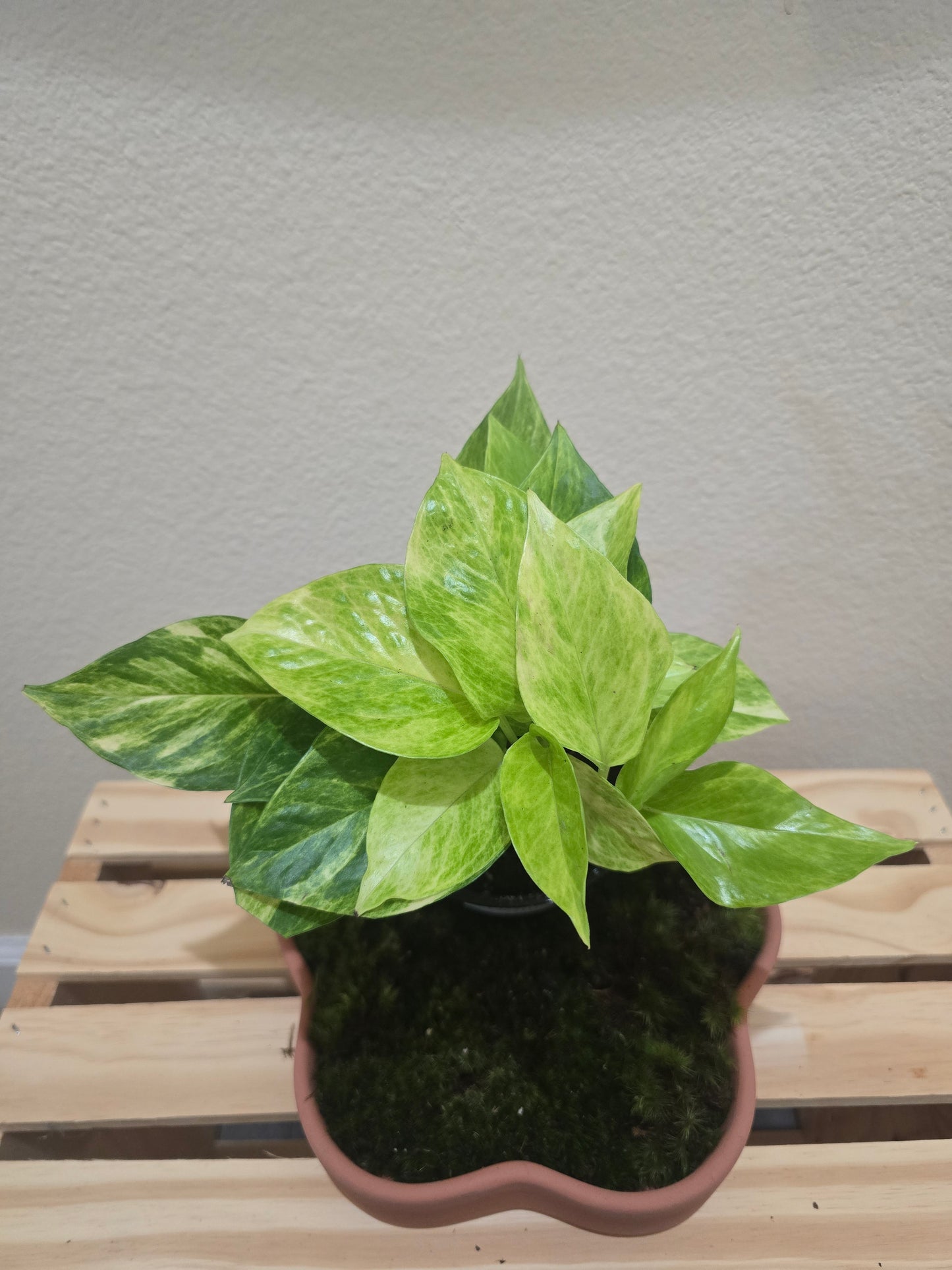 Pothos Marble Queen 4"