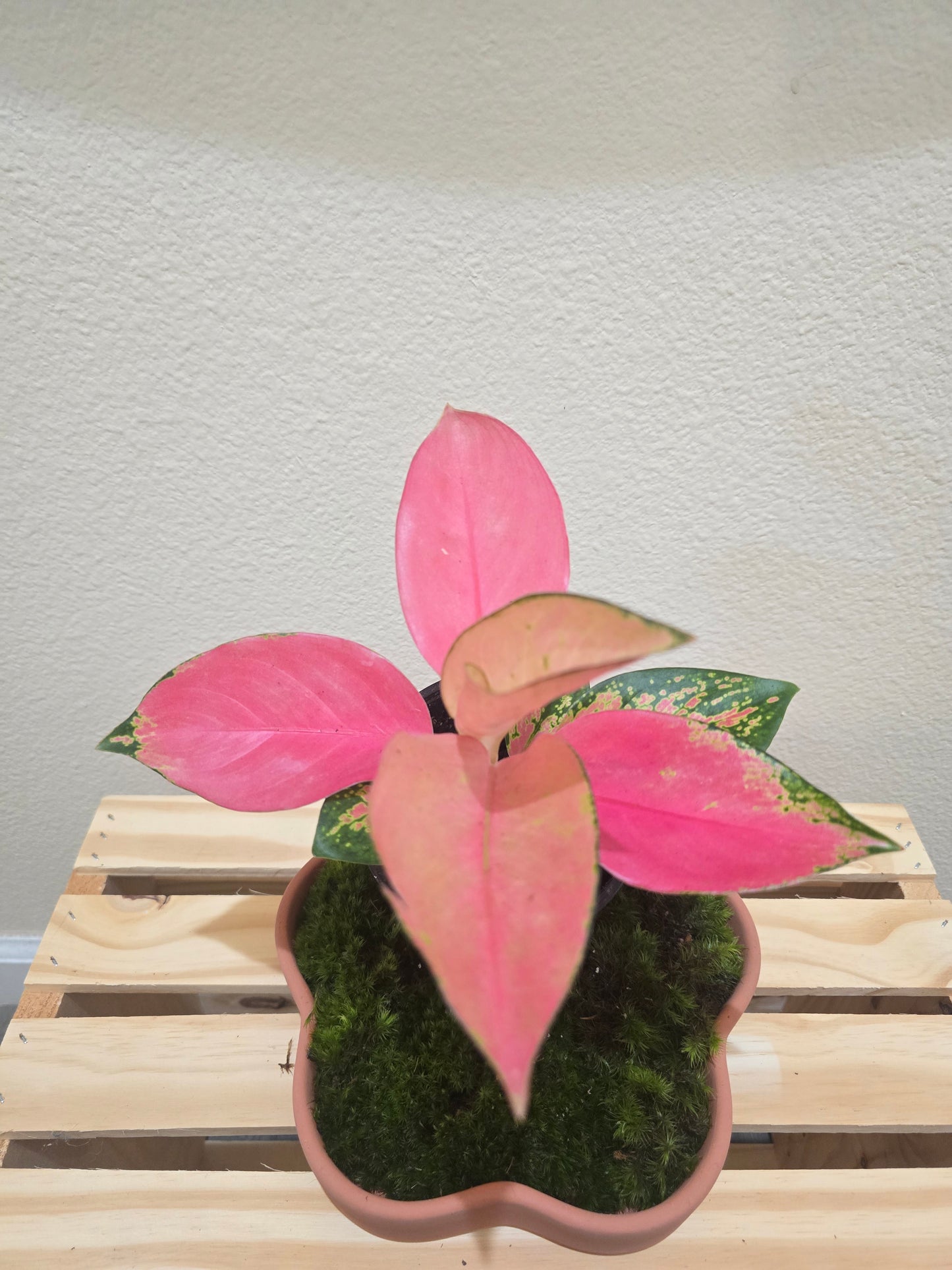 Aglaonema Pink