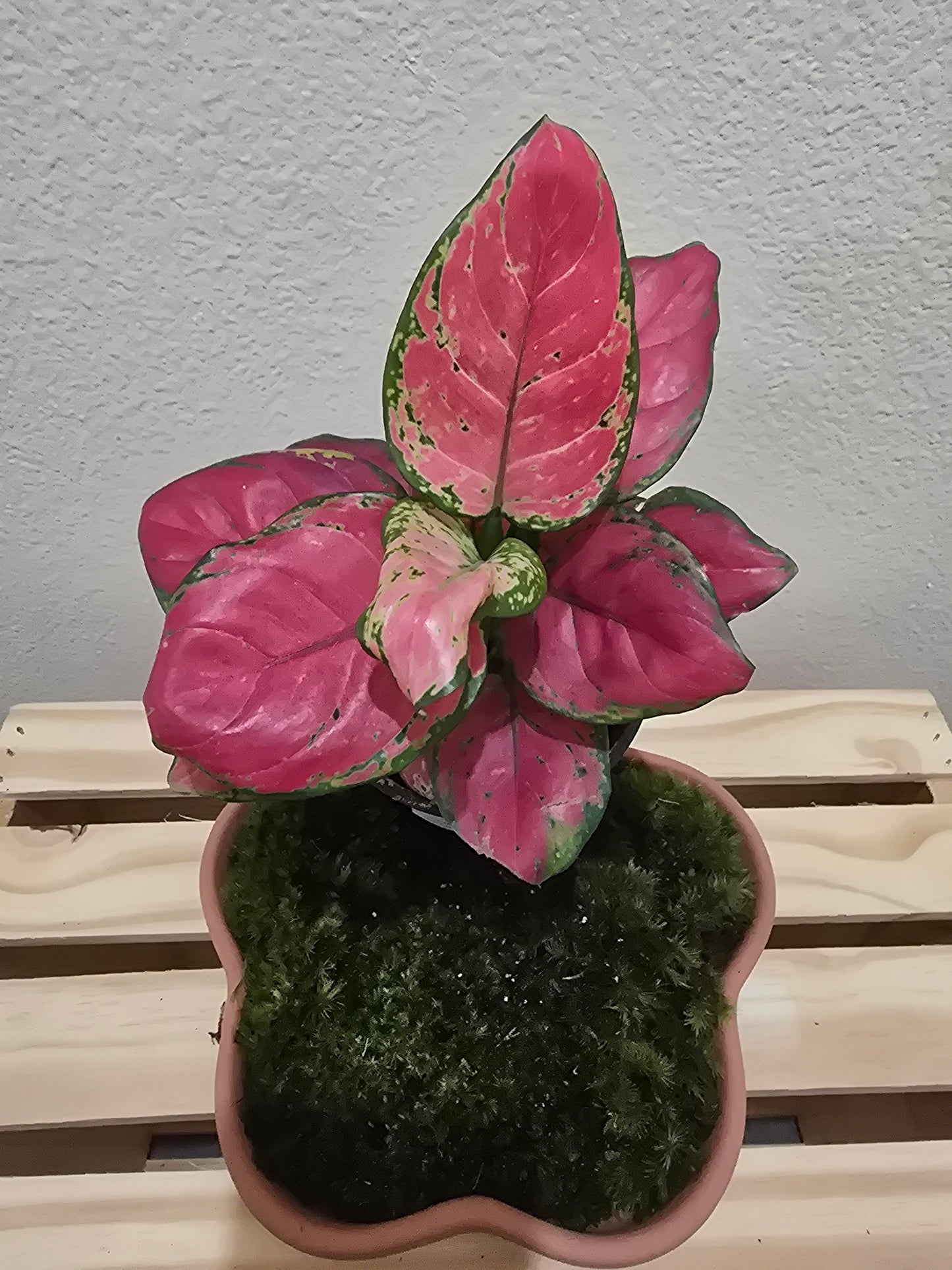 Aglaonema Red Beauty 4"