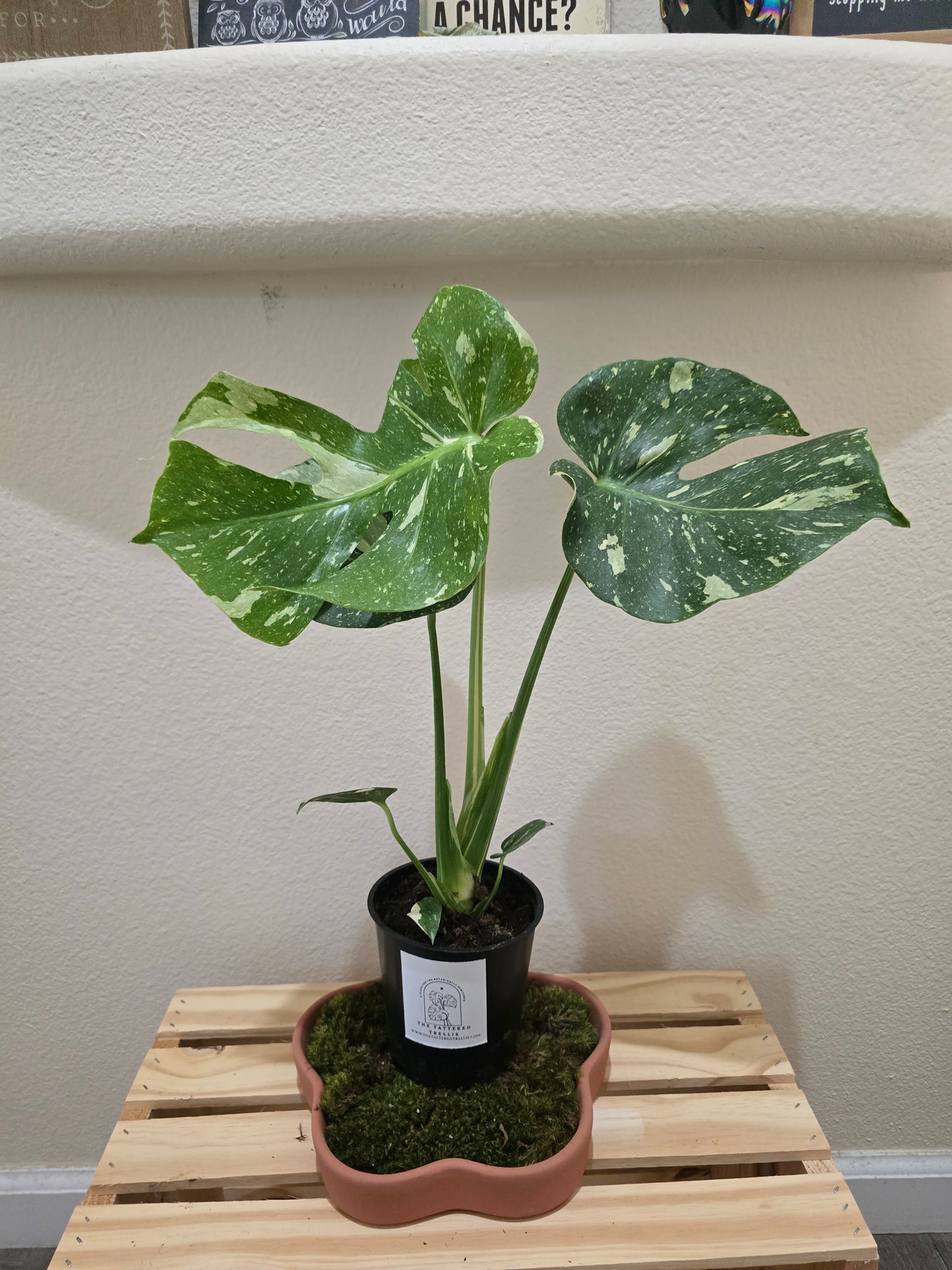 Monstera Thai Constellation 5"