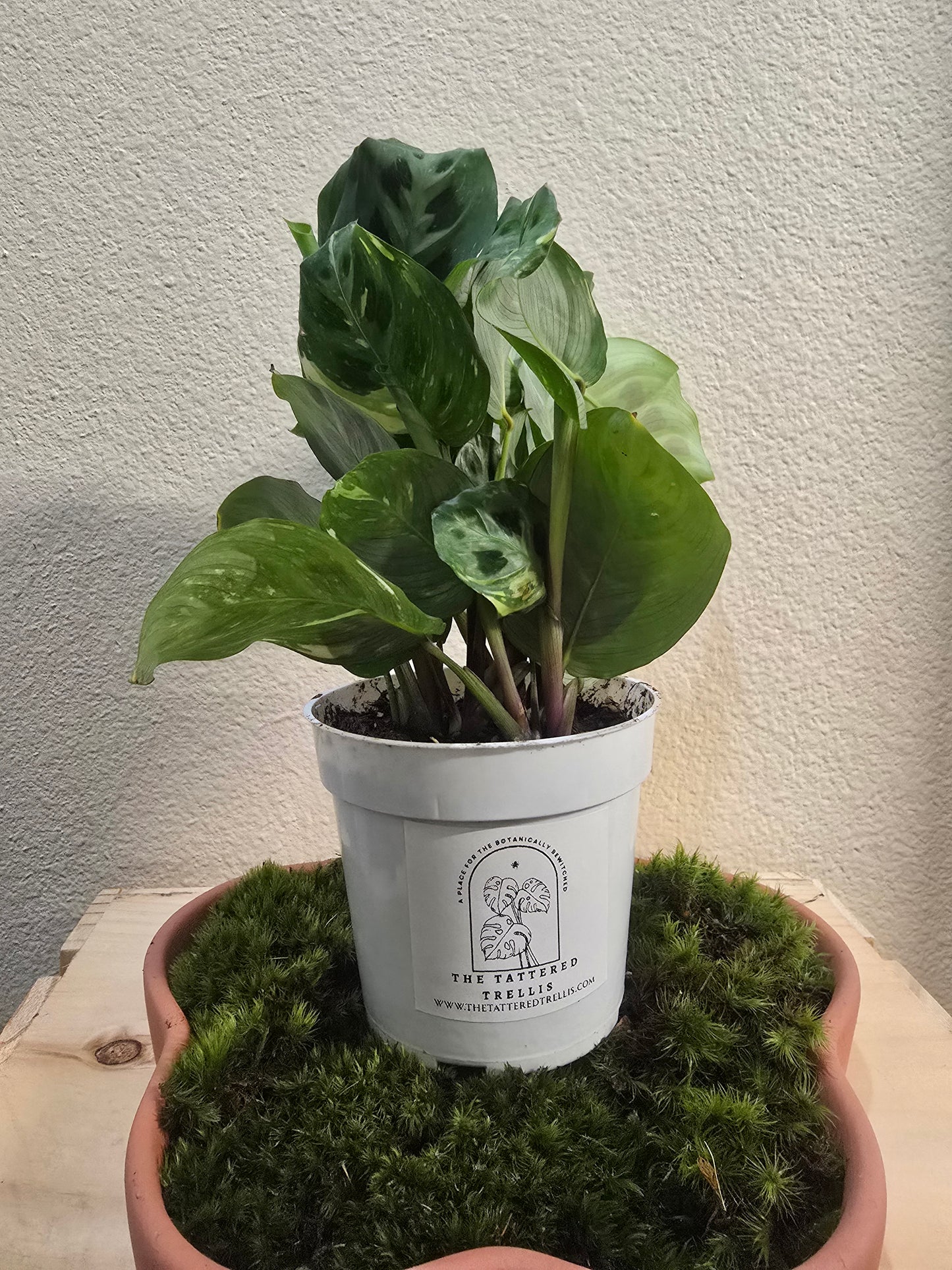 Maranta Leuconeura 4"