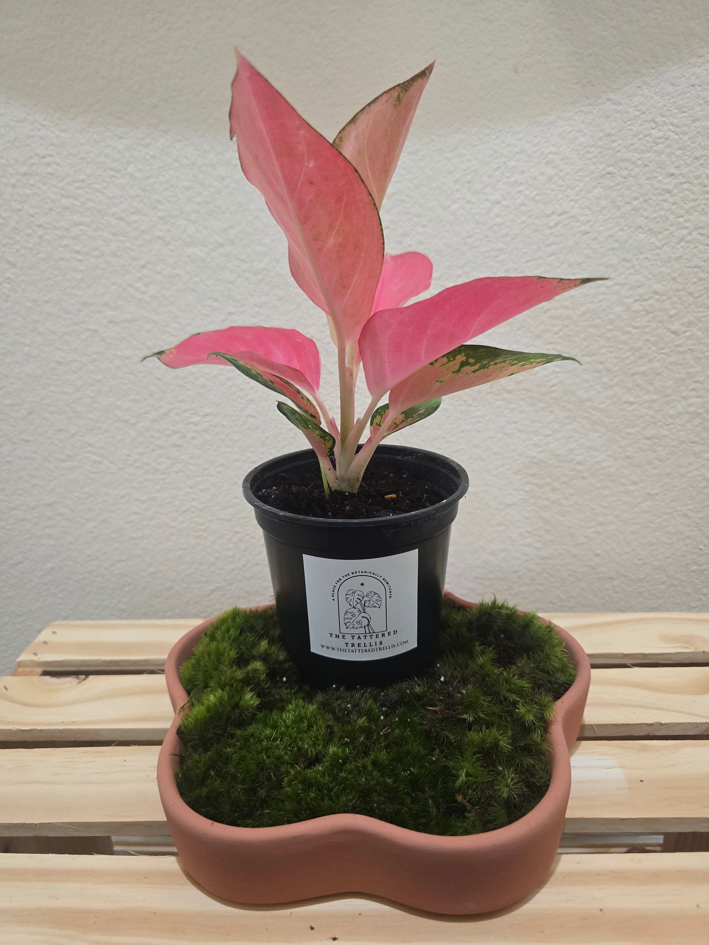 Aglaonema Pink