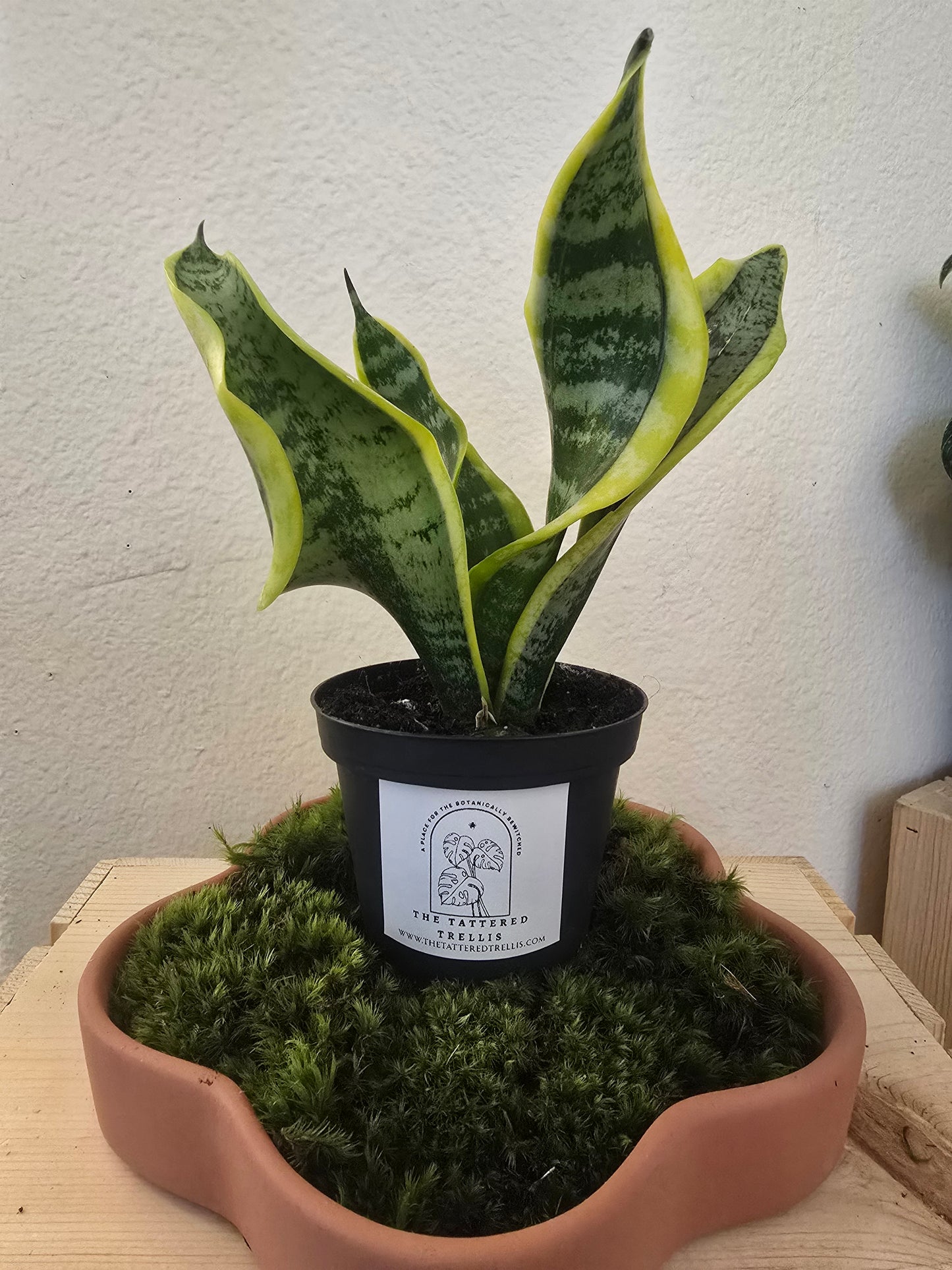 Twisted Sister Snake Plant 4"
