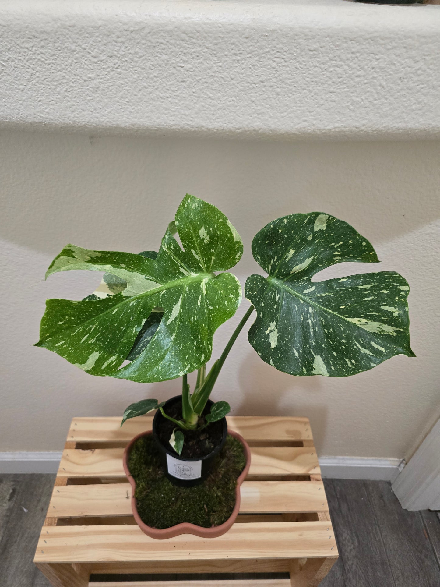 Monstera Thai Constellation 5"