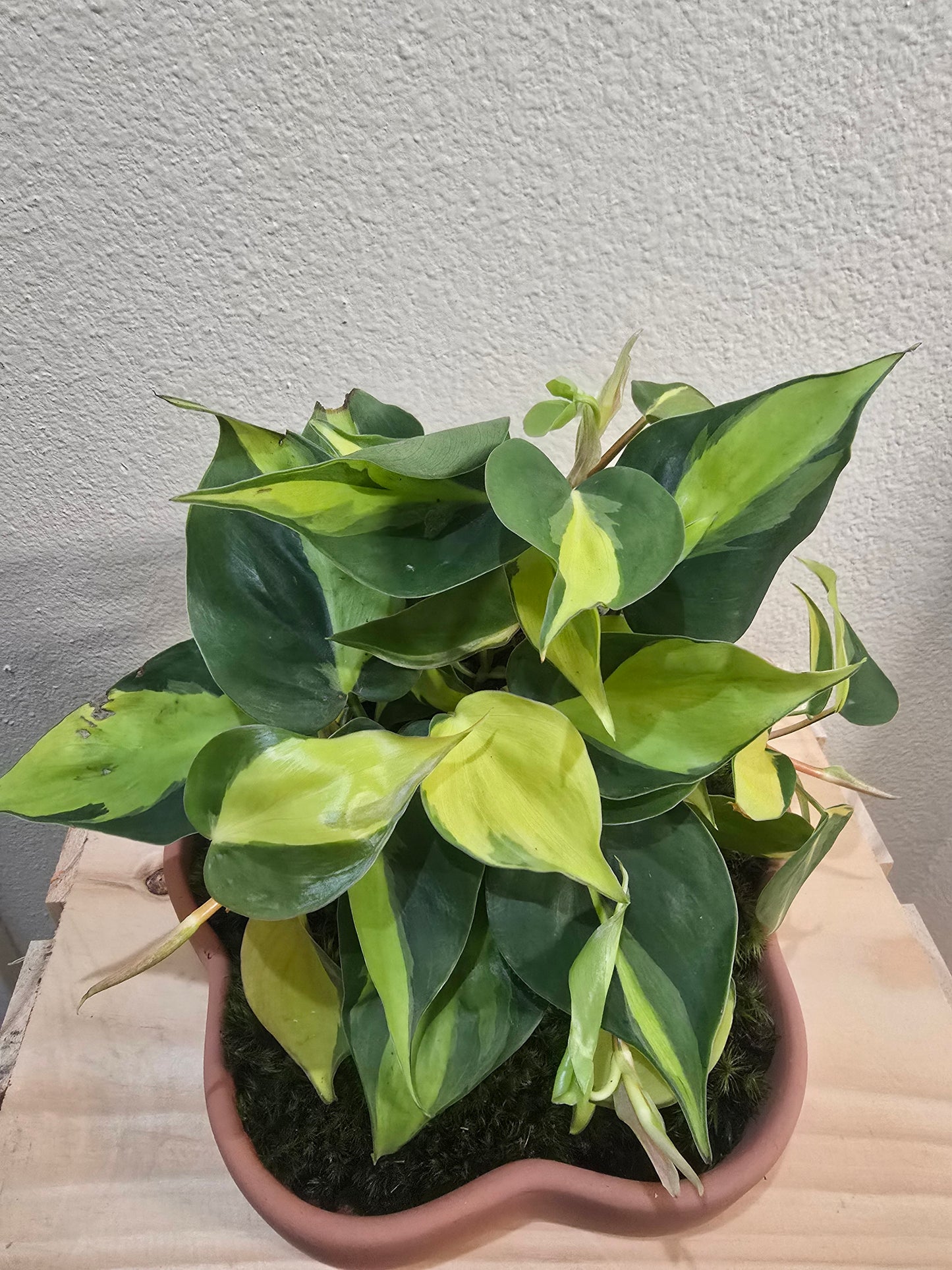 Philodendron Brasil 4"