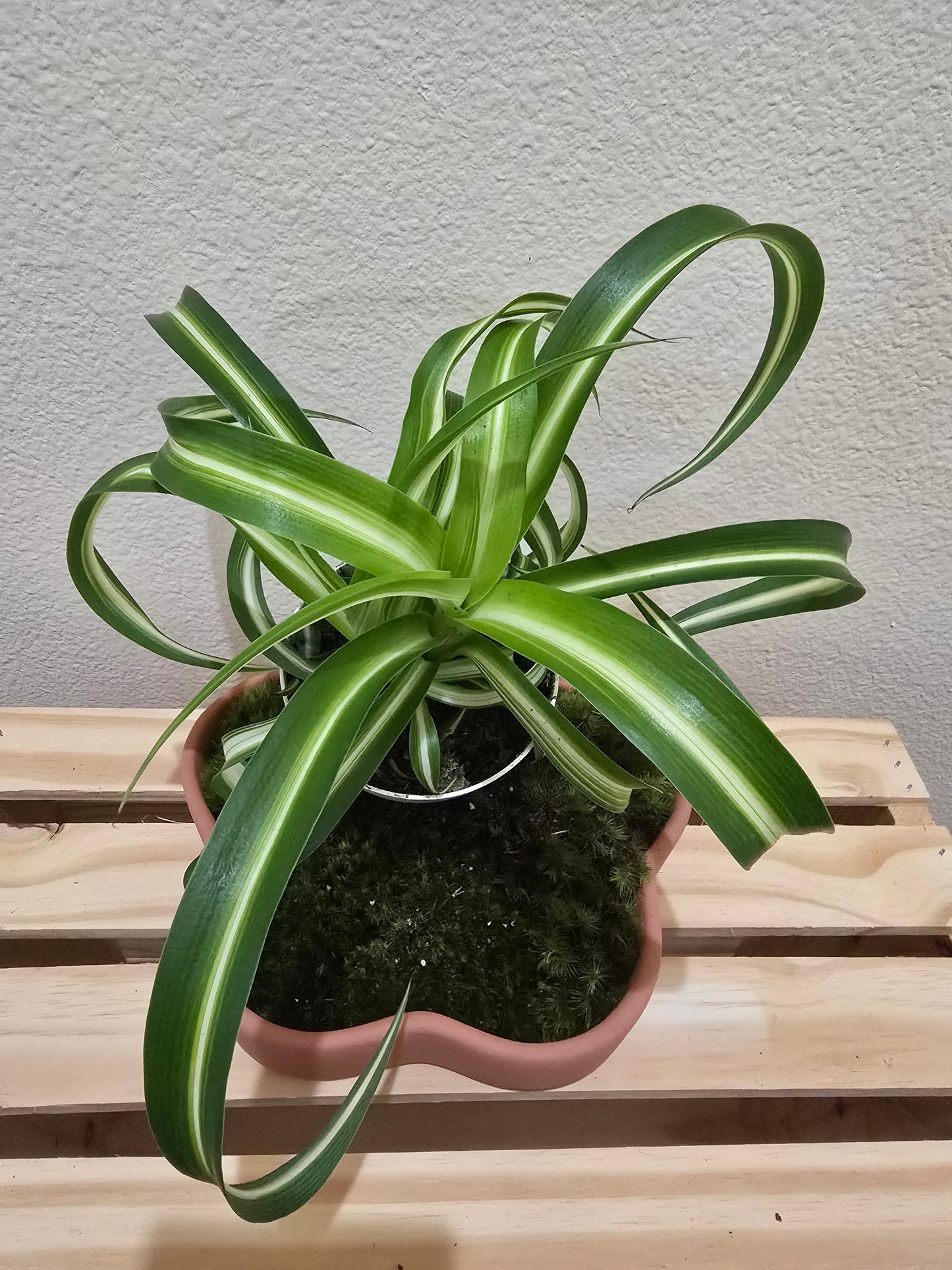 Spider Plant Bonnie 4"