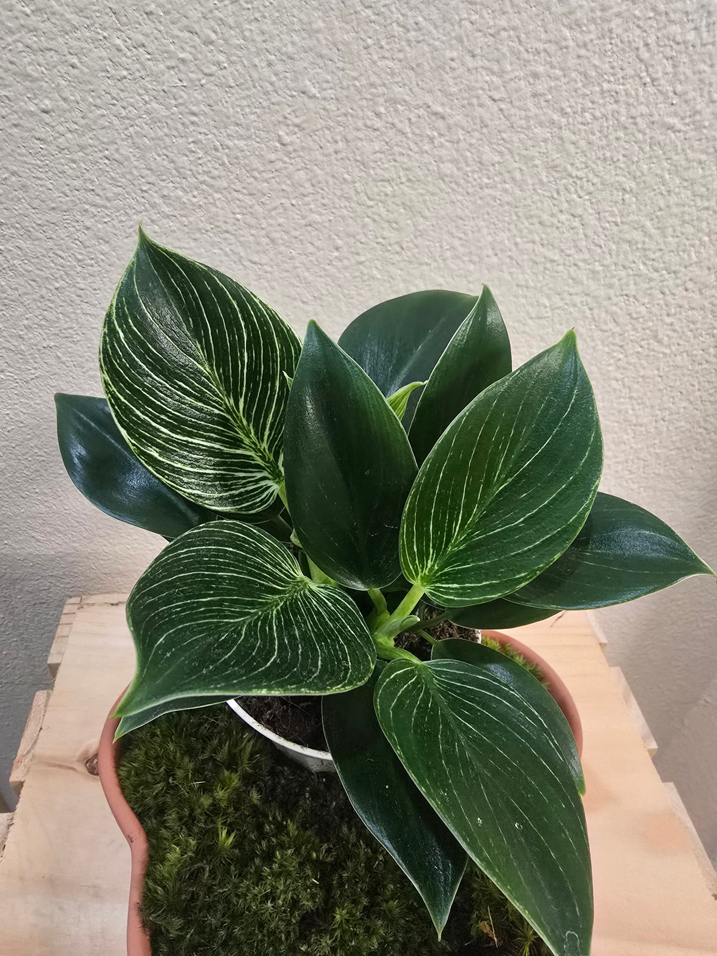Philodendron Birkin 4"
