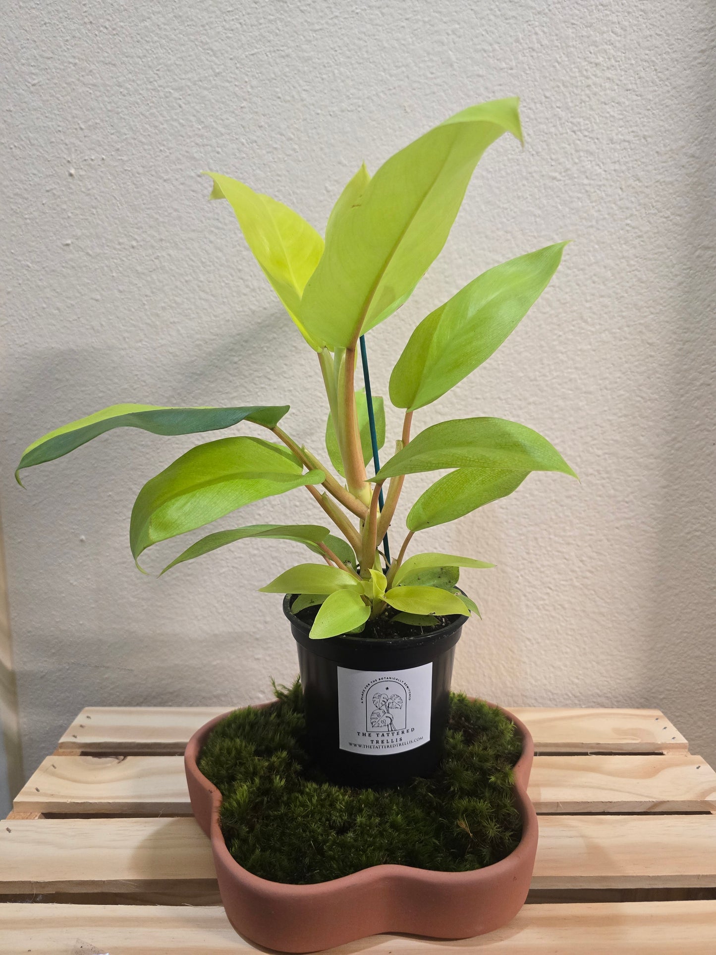 Philodendron Lemon Lime 4"