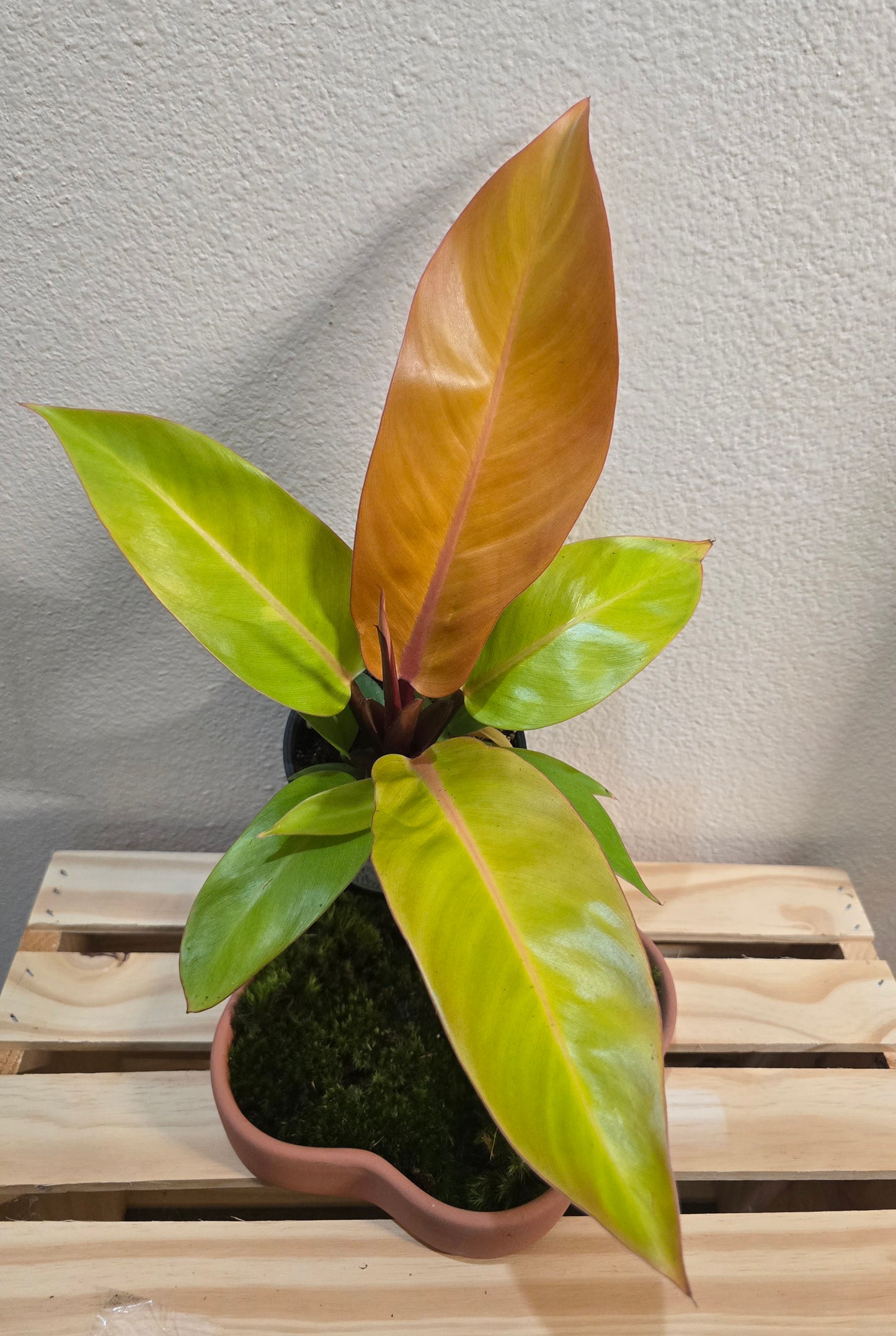 Philodendron Prince Of Orange
