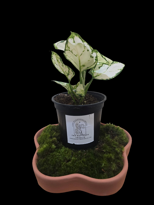 Aglaonema Spring Snow