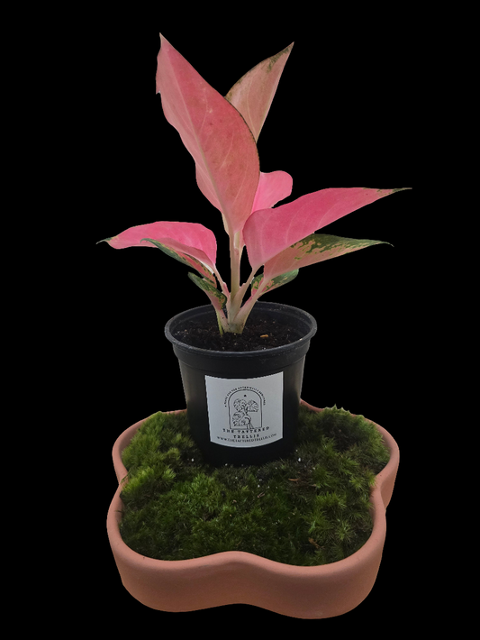 Aglaonema Pink