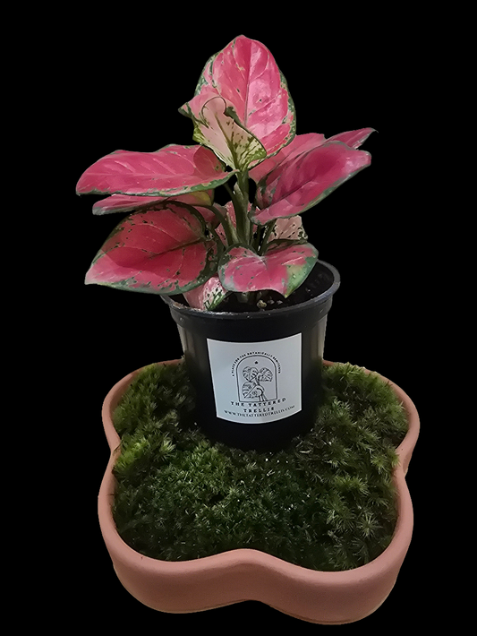 Aglaonema Red Beauty 4"