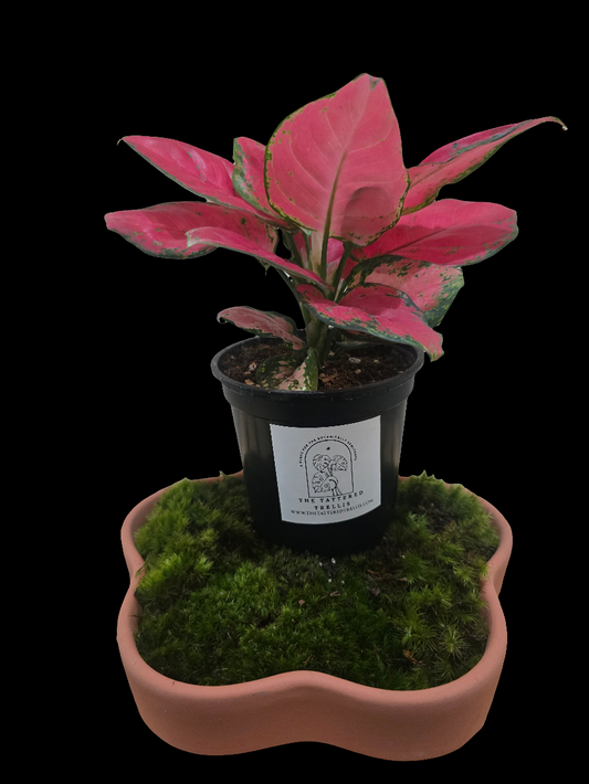 Aglaonema Super Red 4"