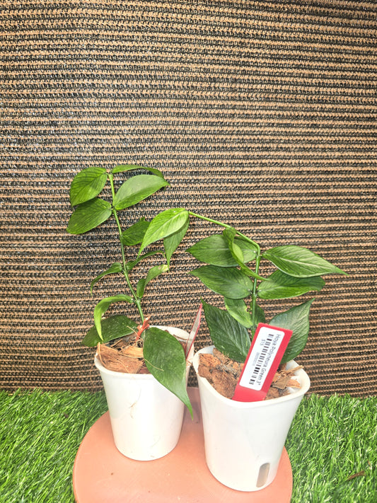 Hoya Polyneura Green