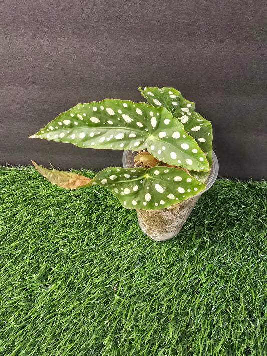 Begonia Maculata (Angel wing)3"