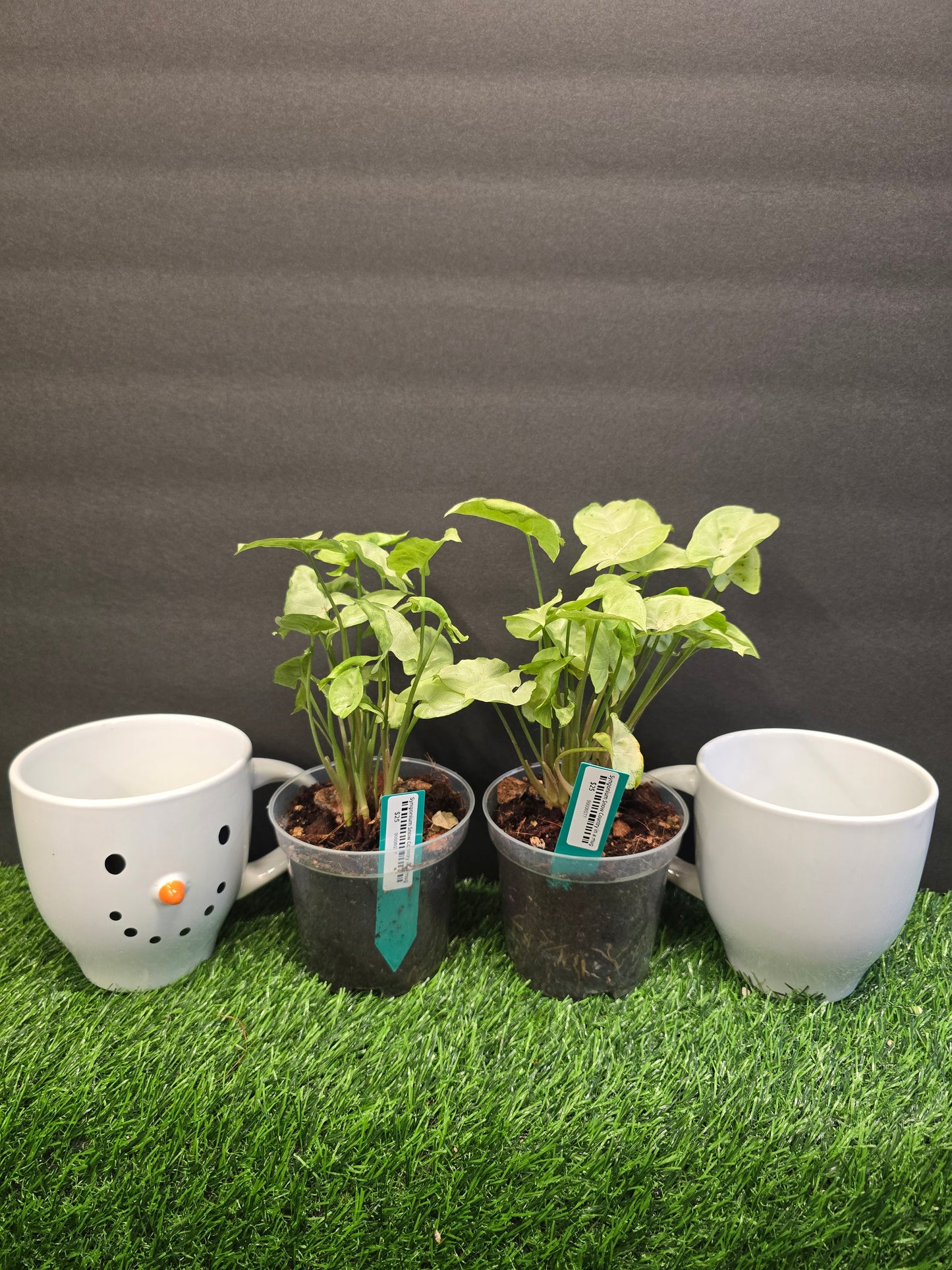 Syngonium Snow Country 4" (Mug)