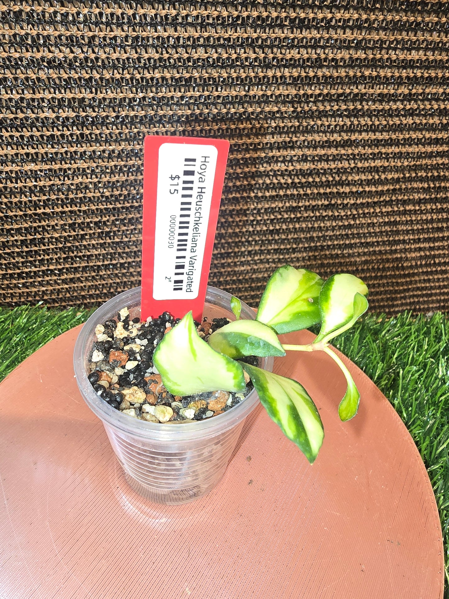 Hoya Varigated Heuschkeliana