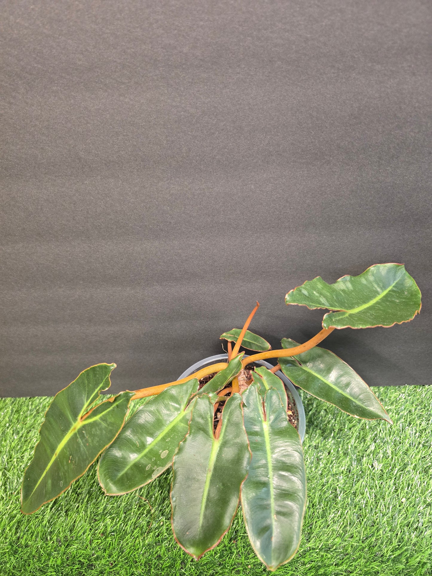 Philodendron Billietiae Dark