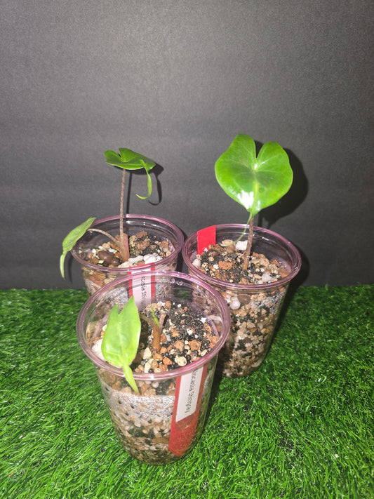 Alocasia Stingray Starter in pon