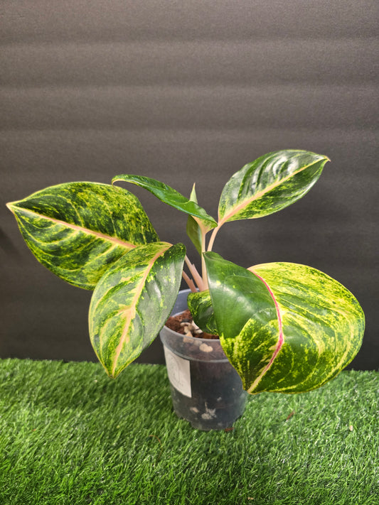 Aglaonema Green Papaya