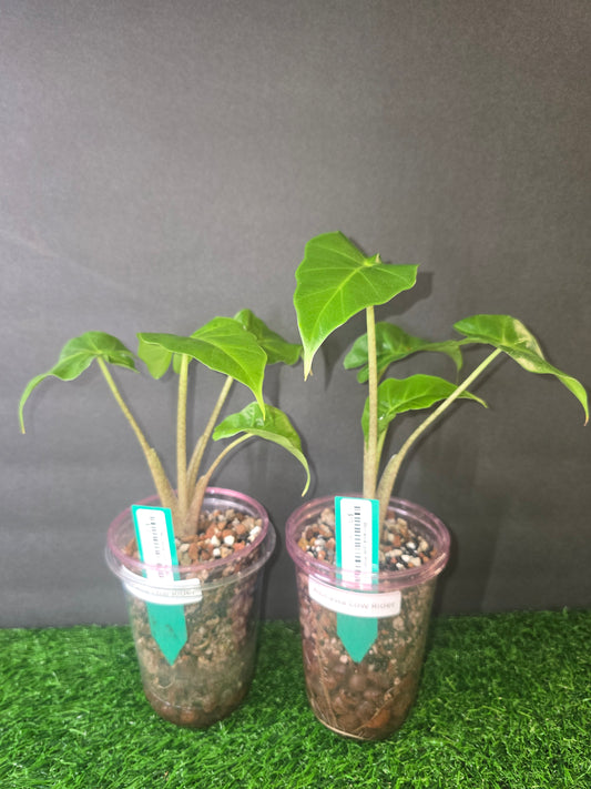 Alocasia Low Rider in pon