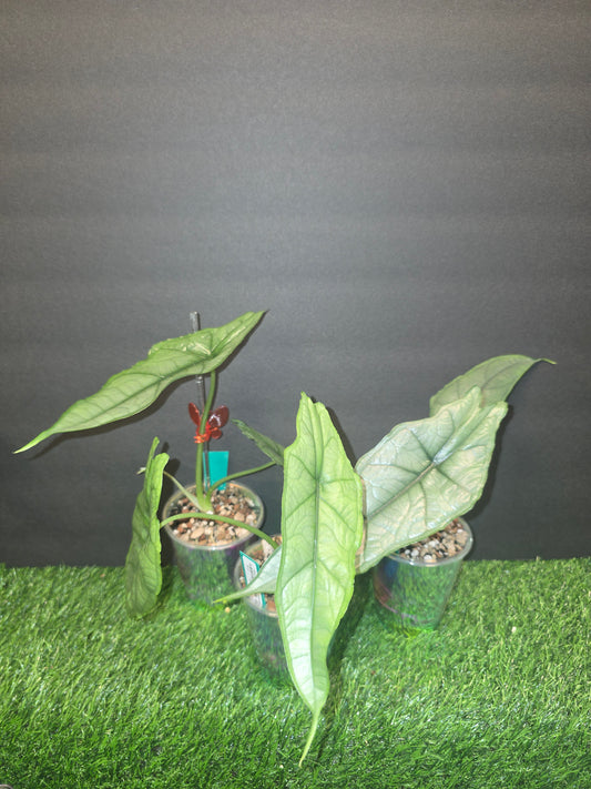 Alocasia Dragons Breath in Pon