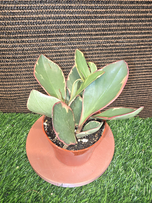 Peperomia Ginny
