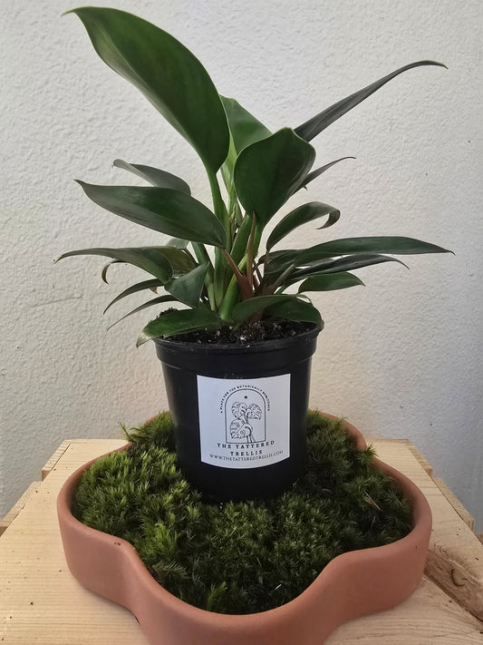 Philodendrons Little Apple 4"
