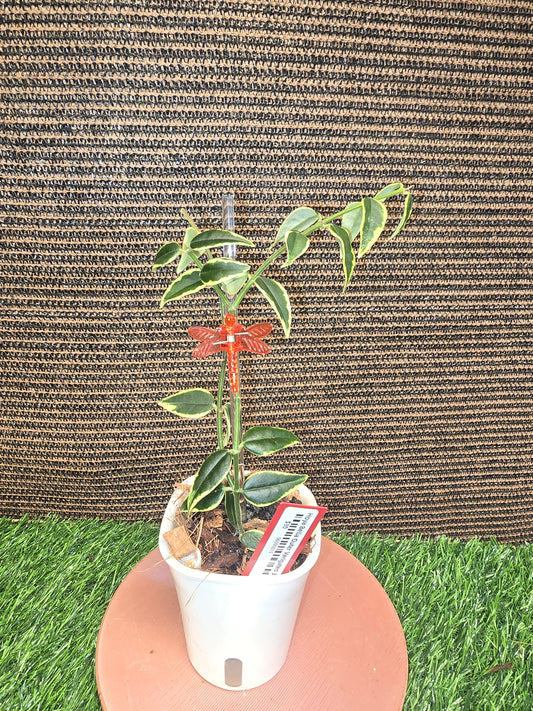 Hoya Bella Outer Varigated