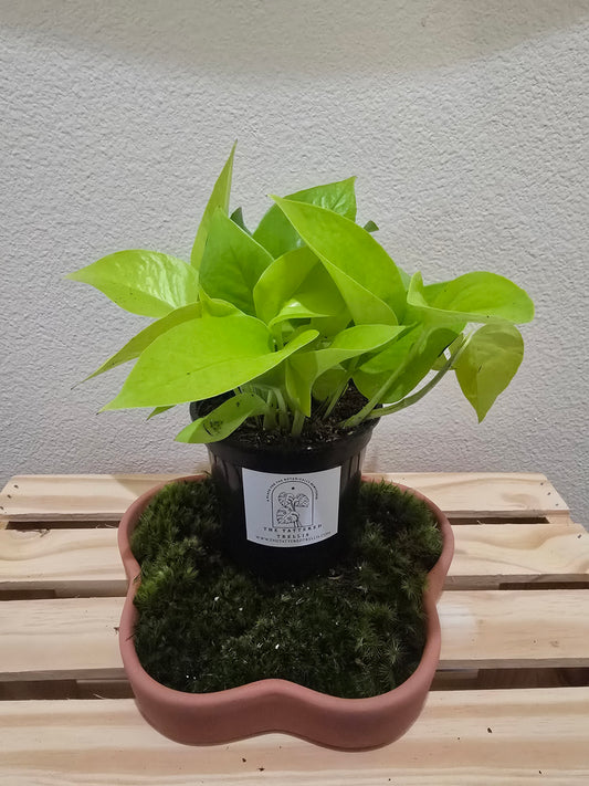 Pothos Neon 4"