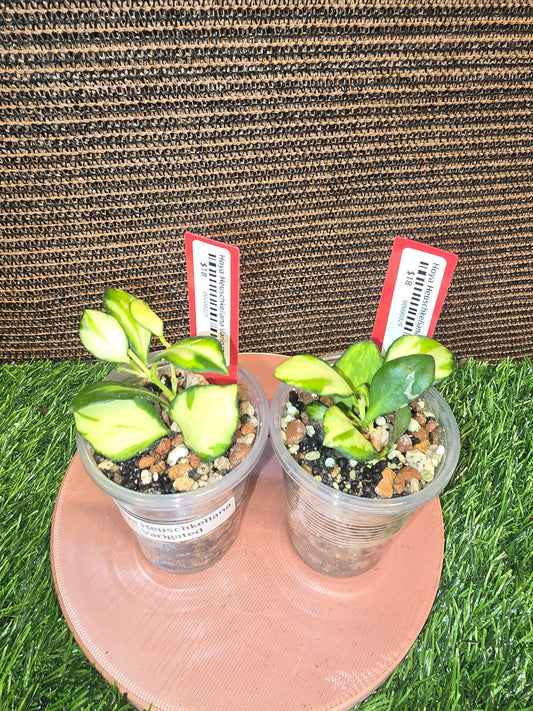 Hoya Varigated Heaus.