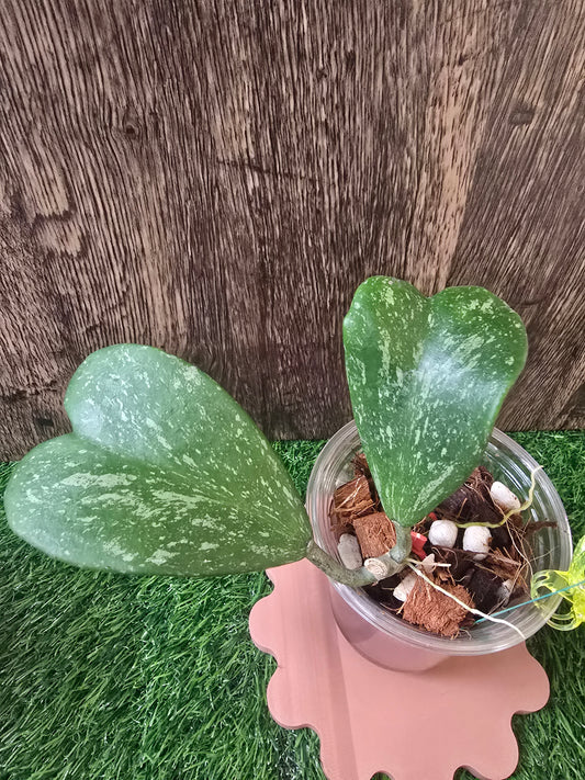 Hoya Kerrii Splash (yellow clip)