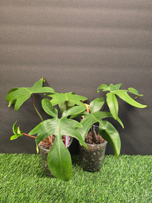 Philodendron Florida Green